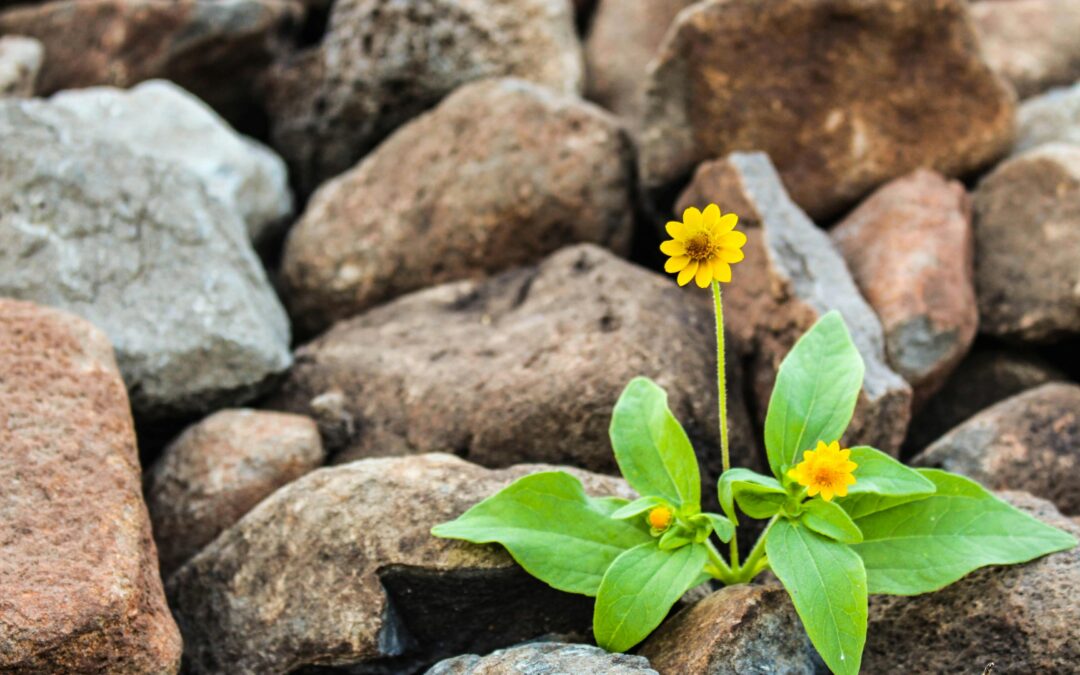 5 Strategies to Advance Potential and Overcome Limitations